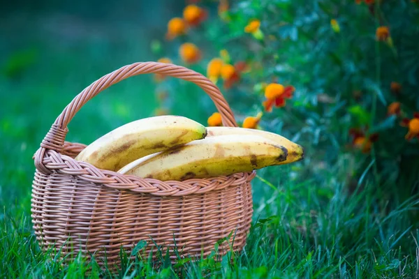 Biologische Rijpe Bananen Natuurlijk Licht — Stockfoto