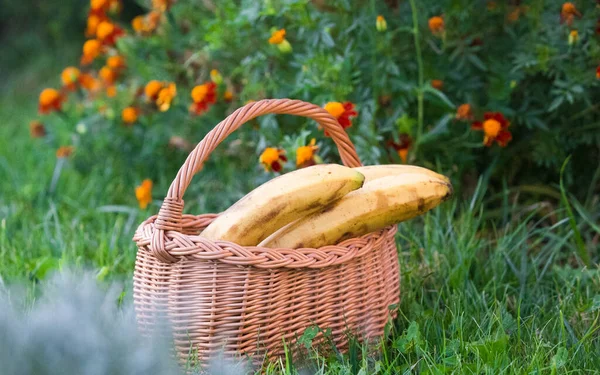 Ekologiska Mogna Bananer Naturligt Ljus — Stockfoto