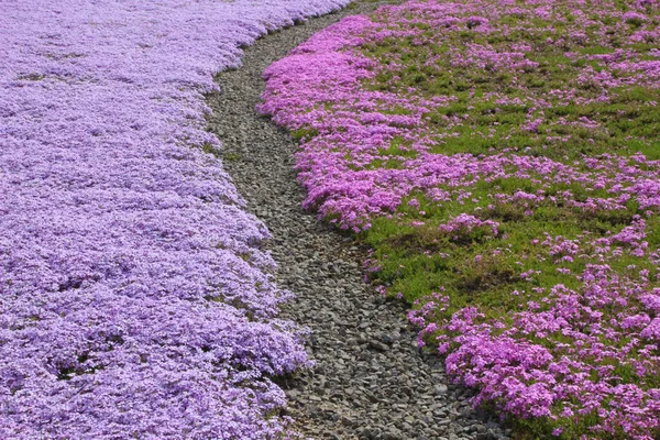 Kleurrijke Afbeelding Van Bloemen Het Gras Heldere Kleuren Lila Kleur — Stockfoto