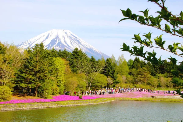 Japanese Fuji Mountain Landscape Sunny Day Colorful Flowers Lake — Stock Photo, Image