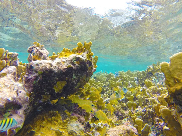 照片来自水下 在珊瑚中潜水 如果你是一个喜欢潜水或潜水的人 那是很理想的 — 图库照片