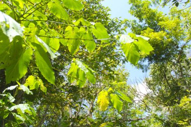 Gökyüzünün arka planındaki bitki örtüsüne yakın plan. Eğer bir bitki aşığıysanız, kendi bahçeniz olsun ya da yeşil bitkilerle dolu büyük bir fidanlığı yönetmeye adanmış olun.