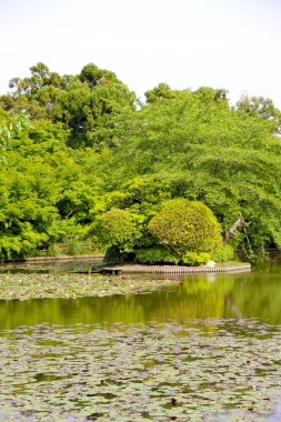 Bulutlu bir günde yeşilimsi su ve bitki örtüsü olan bir göl. Çekici tefekkür manzarası, rahatla. Doğa ve meditasyon aşığıysanız ideal. Lotus çiçeği.
