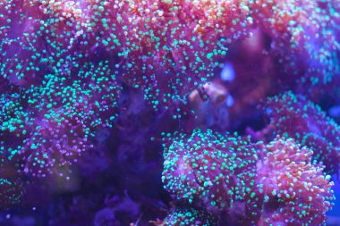 Parlak renkli denizanasının yakın plan görüntüsü ile soyut görüntü. Parlak ve koyu renkli soyut bir arkaplan. Pek çok şeyi temsil ediyor. Doğa, sanat..