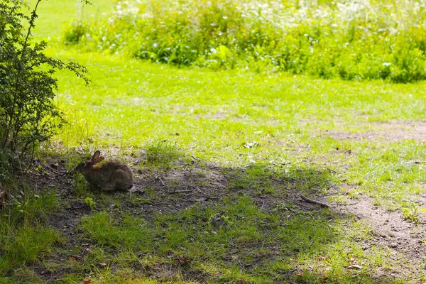 Rabbit resting quietly in the shade of a tree on the grass. If you are a rabbit lover, you have a vet or you love nature, you will love this image. Take her to your next neighborhood rabbit lovers gathering.