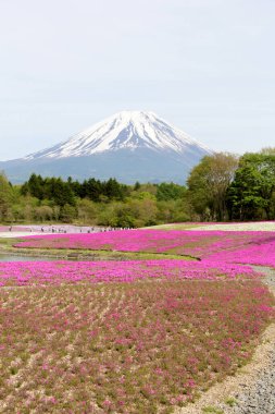 Japon Fuji Dağı, güneşli bir günde rengarenk çiçekler ve bir göl