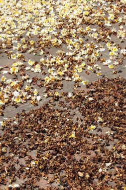 Beyaz çiçekler ve solmuş çiçekler gri bir kaldırımda. Güz görüntüsü, solmuş çiçekler gri bir kaldırıma saçılmış.