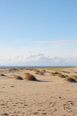 Güneşli bir günde, arka planda, biraz bulut ve denizle, çalılarla kum. Issız plajların, doğal kıyı manzaralarının, sahil koruma alanlarının görüntüleri için idealdir.