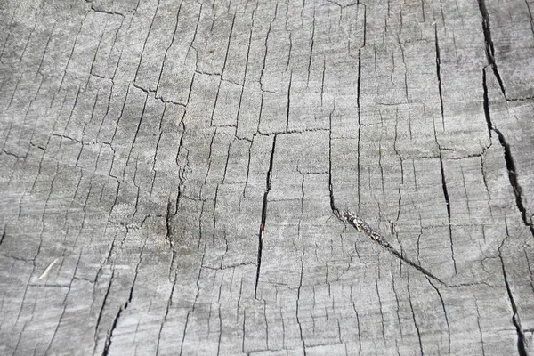 stock image Close image, close-up of a gray cracked wood. Ideal if you are a carpenter and you like to work with dry and settled wood, the perfect background to promote your old wood sculptures