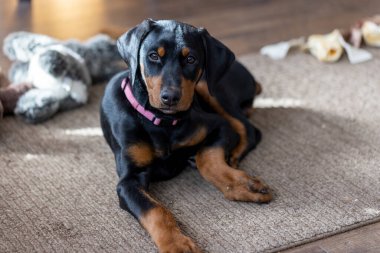 Cute black and red Doberman Pinscher fifteen week old puppy
