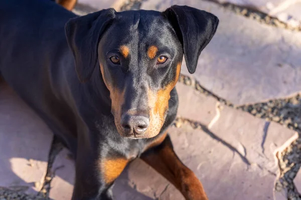 Sekiz Aylık Doberman Köpeği Arizona Bir Bahçe Avlusunda - Stok İmaj