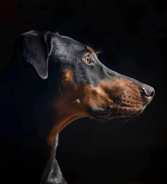 Retrato Cachorro Doberman Pinscher Preto Vermelho Aos Nove Meses Idade — Fotografia de Stock