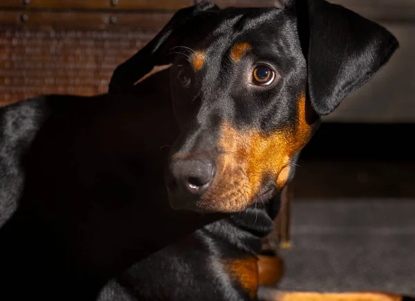 Potret Anjing Doberman Pinscher Hitam Dan Merah Pada Usia Sembilan Stok Gambar Bebas Royalti