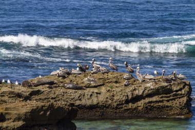 La Jolla California okyanus manzaralı kayalar ve dalgalar