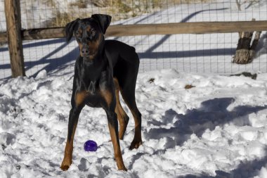 Bir yaşındaki siyahi ve esmer Doberman Pinscher kışın dışarıda karda oynuyor.