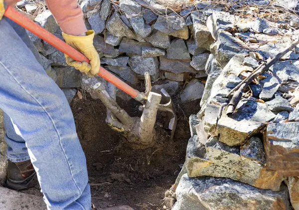 园丁用铁棍割根以便在石墙附近清除树桩的园丁 图库照片