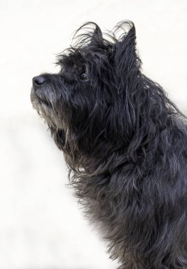 Dış çevrede doğal kulakları olan siyah Cairn Terrier.