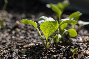 Arizona 'da bahar boyunca taze turplar filizleniyor.