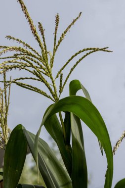 Growing corn stalks among other plants and greens during the sum clipart