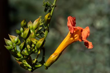 Orange Trumpet Vine flower blooming during summer with newly forming buds  clipart