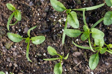 Bahar boyunca Arizon 'da bebek ıspanak bitkileri filizlenir.