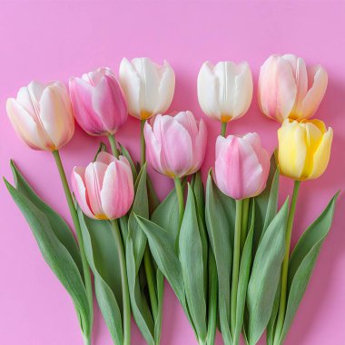 Parlak pembe arka planda pastel laleler..