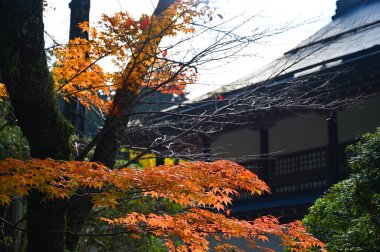 Sonbahar yapraklarının arkasında bir tapınak var.!