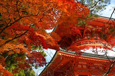 Sonbahar yaprakları ve Danjo Garan