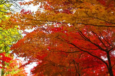 Arka plan için sonbahar yaprakları mükemmel