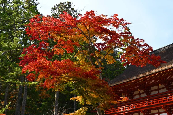Sarı ve sonbahar yapraklarıyla Koyasan 'da