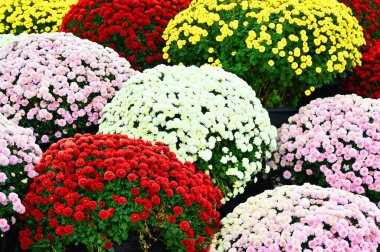 Birçok renkli çiçek tam çiçeklenmiştir.
