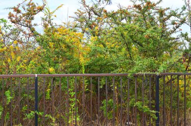 Öndeki çit ve yabani otlar büyüyor.