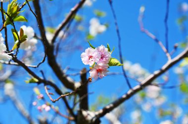 Kiraz çiçekleri merkezde muhteşemdir.