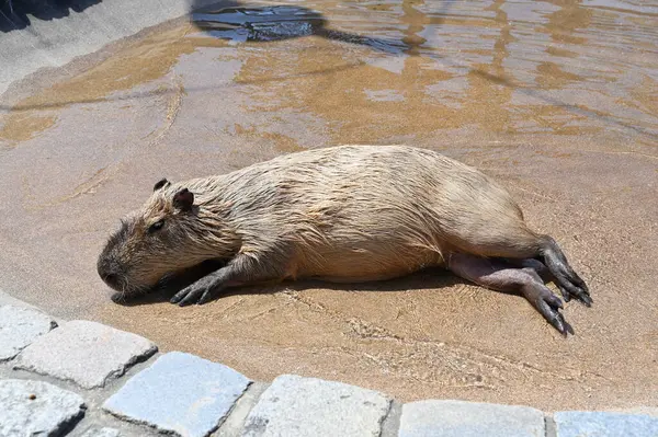 Capybara uzanmış banyo yapıyor.