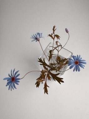 Yukarıdan mavi çiçeklerin görüntüsü