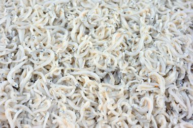 Bir sürü beyaz yem tencerede pişiriliyor.