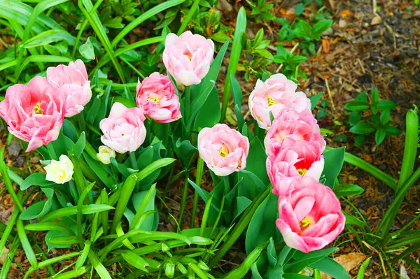 Toprağa ekilmiş pembe çiçekler.