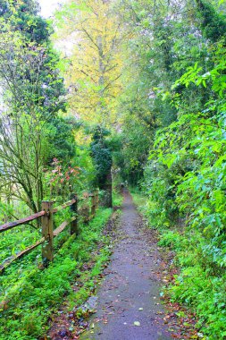 Taze yeşillikte bir yol