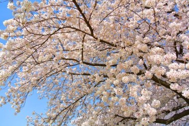 Mavi gökyüzüne karşı açan kiraz çiçekleri
