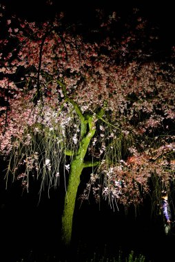 Aydınlatılmış Bahar Kiraz Çiçekleri Gece 02