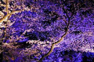 Gece 02 'de mor kiraz çiçekleri