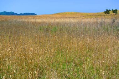 Uçsuz bucaksız otlakların manzarası