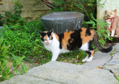 Arkaya bakan bir yavru kedi ve bir heykel.