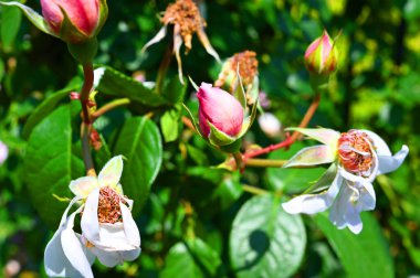 Arkaplan 01 olarak kullanılabilen çiçekler