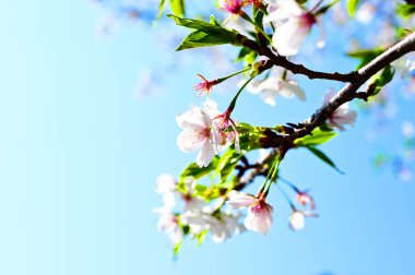 Çiçek açan kiraz çiçekleri çok güzeldir.