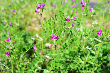 alanını çiçeklenme çiçekler