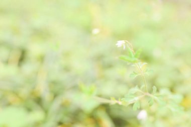 Yeşil bir arka plan üzerinde küçük çiçekler