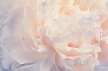 Şakayık çiçekleri arka plan 02 için mükemmel.