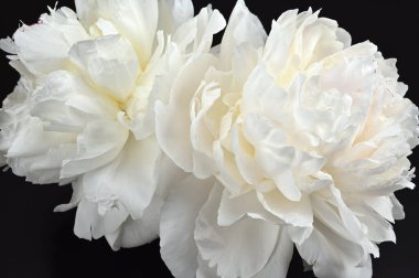 Şakayık çiçekleri arka plan 01 için mükemmel