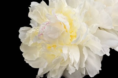 Şakayık çiçekleri arka plan 03 için mükemmel.